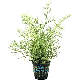 Ceratopteris Thalictroides