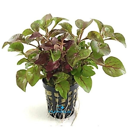 Alternanthera Betzickiana Water Rose