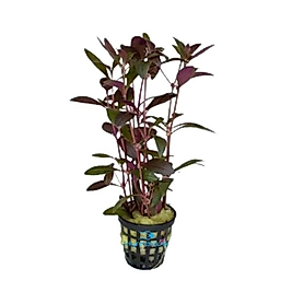 Alternanthera Sessilis Red
