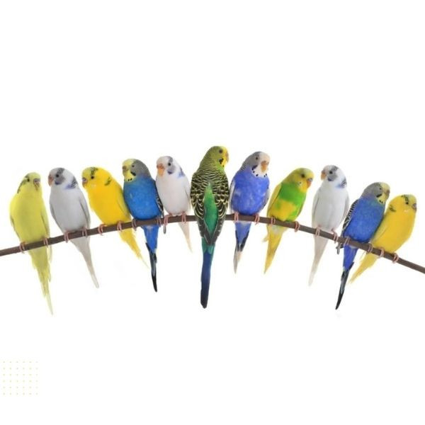 Muhabbet Kuşları ve İnsanlar