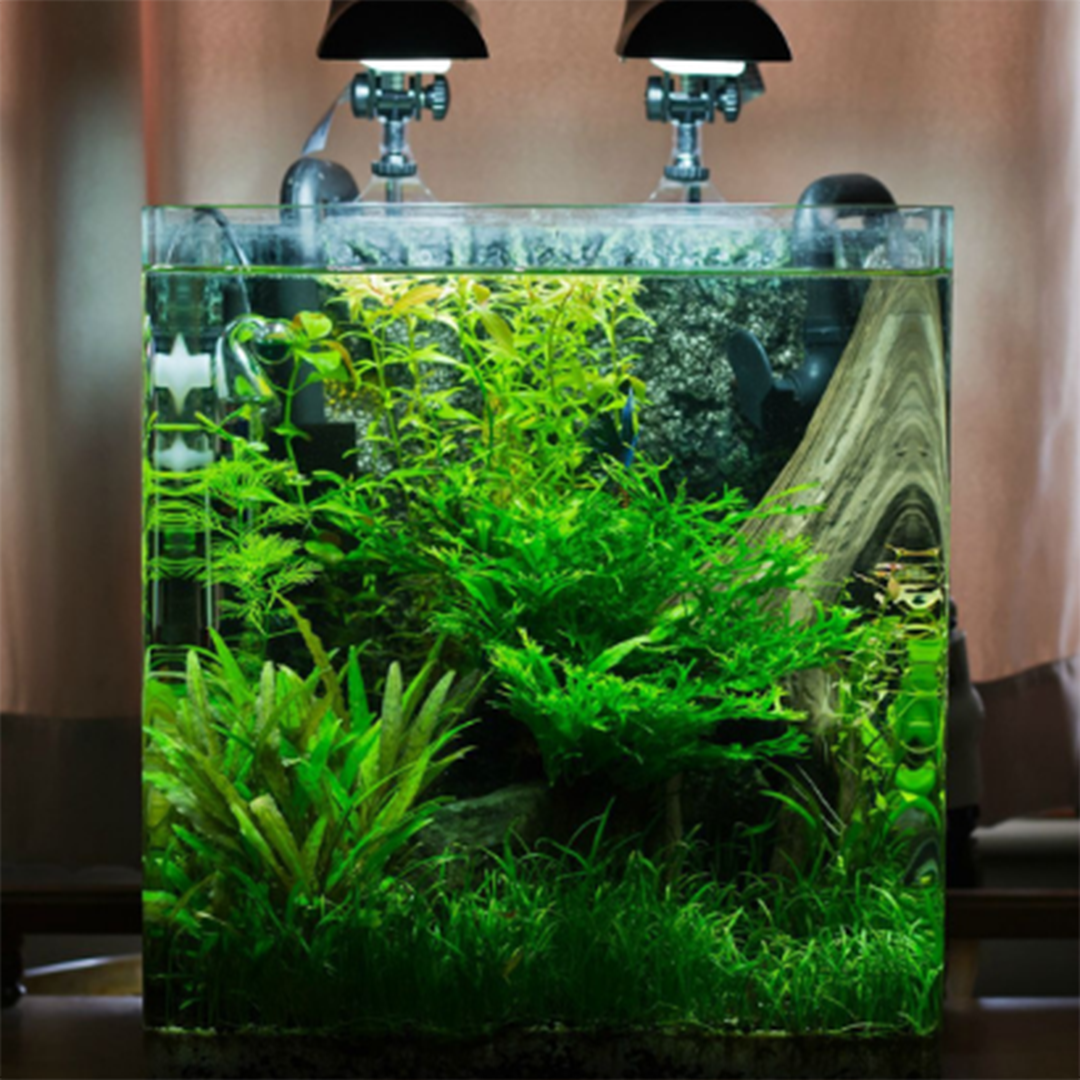 Bitkili Akvaryumlar
