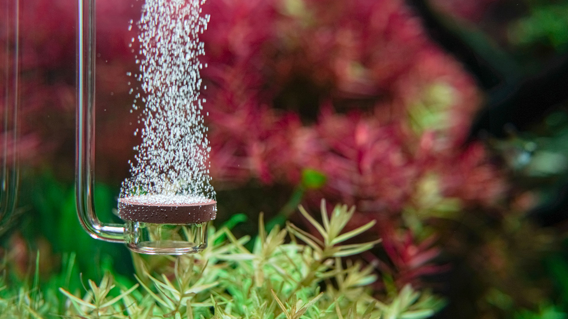 5 Adımda Bitkili Akvaryum Kurulumu