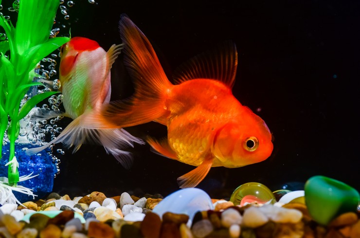 Yeni Başlayanlar İçin Kusursuz Akvaryum Kurulumu