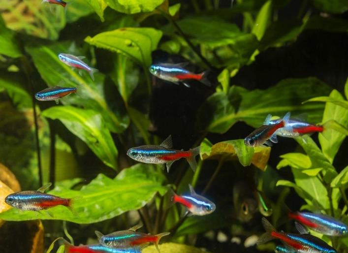 Neon Tetra (Paracheirodon innesi)