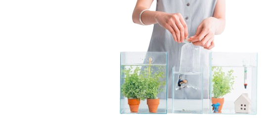 Yeni Başlayanlar İçin Akvaryum Rehberi: Su Altındaki Büyüleyici Dünya