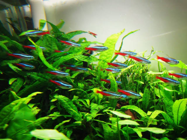 Tetra Balıkları İçin Akvaryum Kurulumu: Doğal Bir Yaşam Alanı Yaratmanın İncelikleri