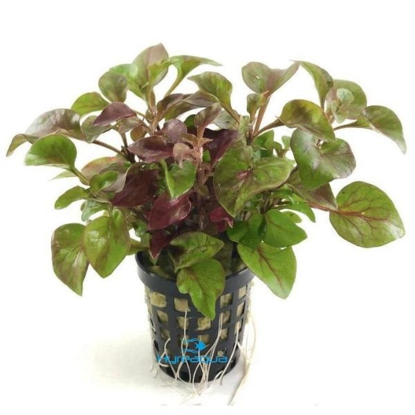 Alternanthera Betzickiana Water Rose