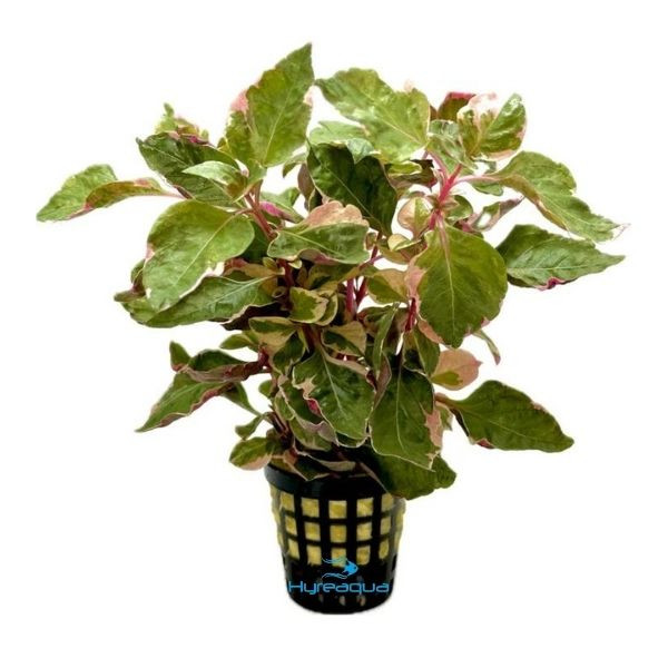 Alternanthera BTZ Pink