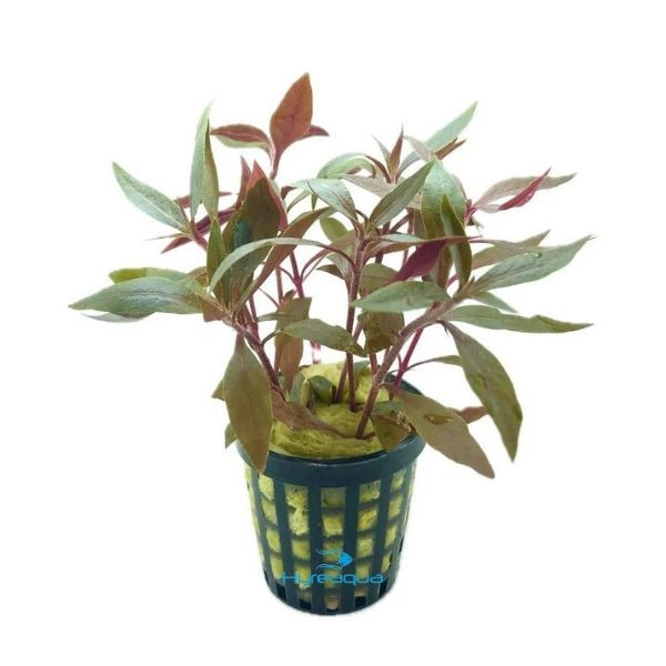 Alternanthera Reineckii Mini