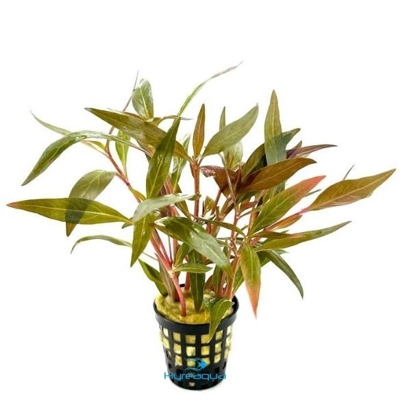 Alternanthera Reineckii Roseafolia