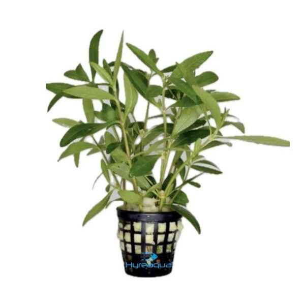 Alternanthera Sessilis Green