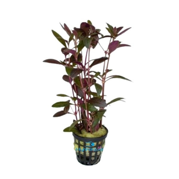 Alternanthera Sessilis Red