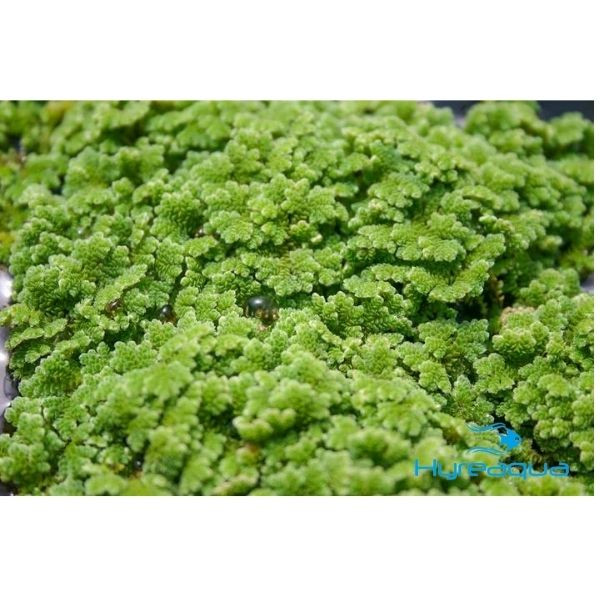 Azolla Caroliniana (Su üstü)