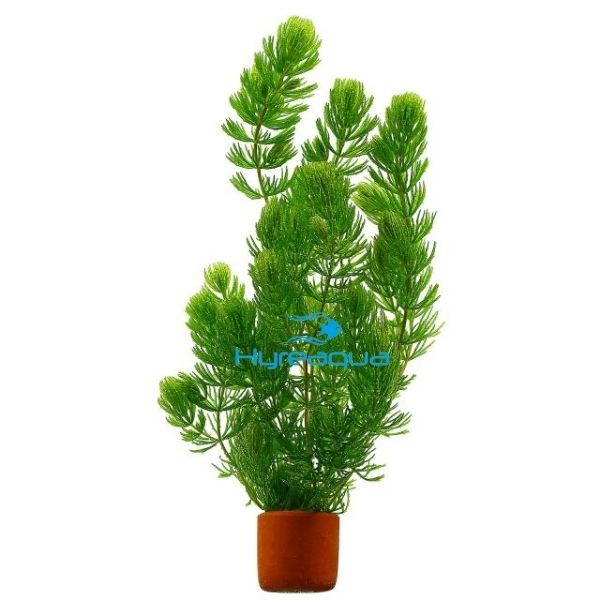 Ceratophyllum Demersum (Tilki Kuyruğu)