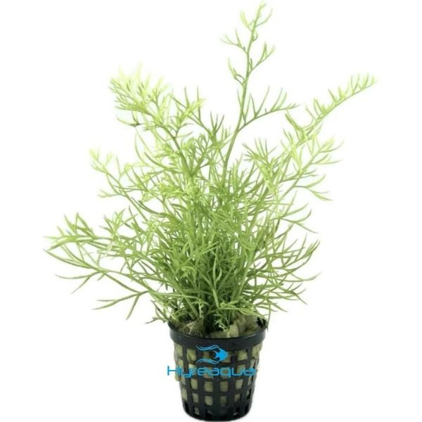 Ceratopteris Thalictroides