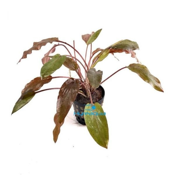 Cryptocoryne Wendtii Brown