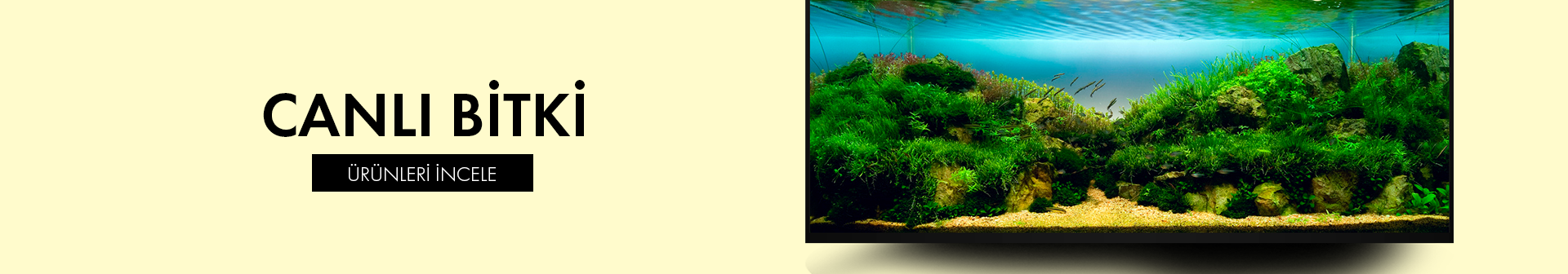 Canlı Bitki